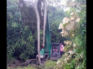 Serpent énorme trouvé en malaisie